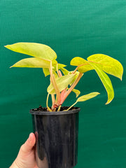 Philodendron ‘Painted Lady’
