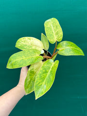 Philodendron ‘Painted Lady’