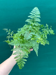 Humata ‘Rabbit’s Foot Fern’ NEW