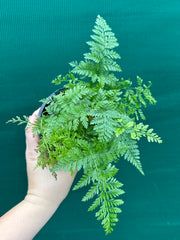 Humata ‘Rabbit’s Foot Fern’ NEW
