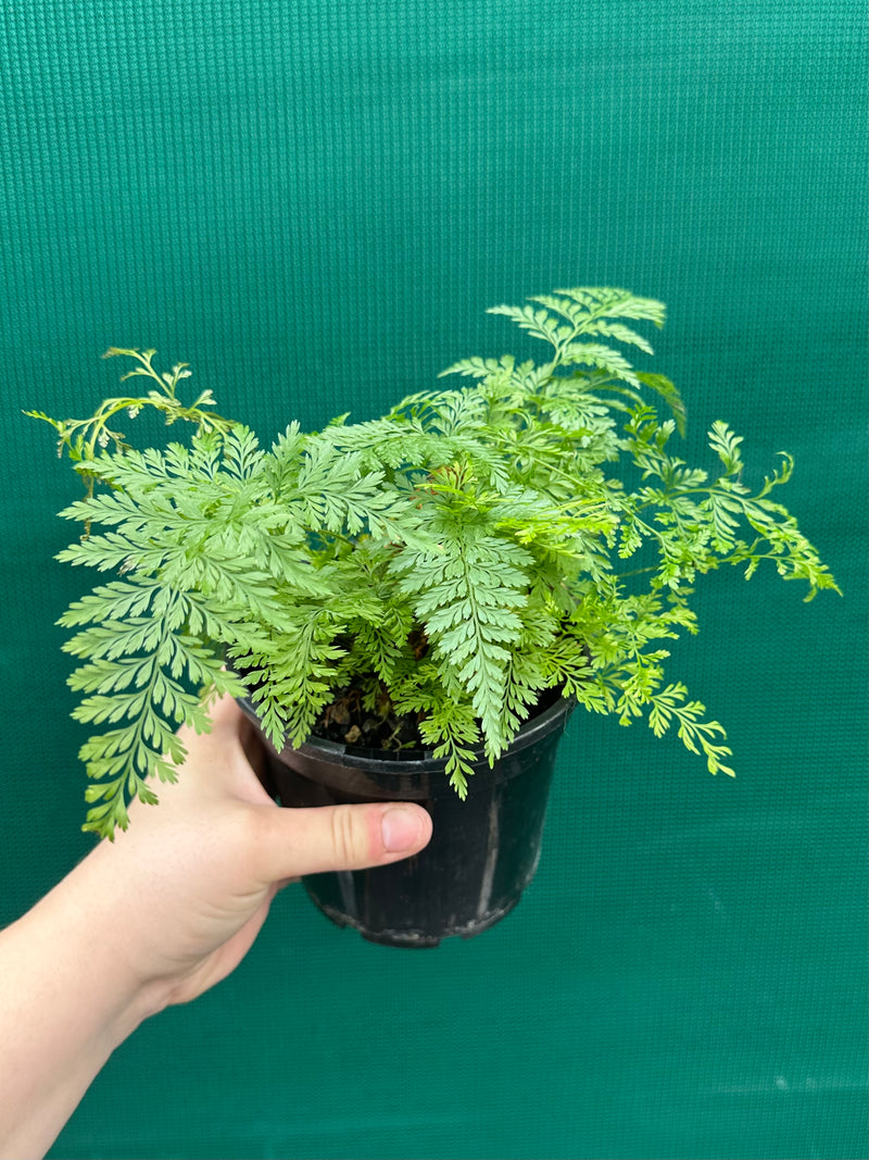 Humata ‘Rabbit’s Foot Fern’ NEW