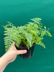 Humata ‘Rabbit’s Foot Fern’ NEW