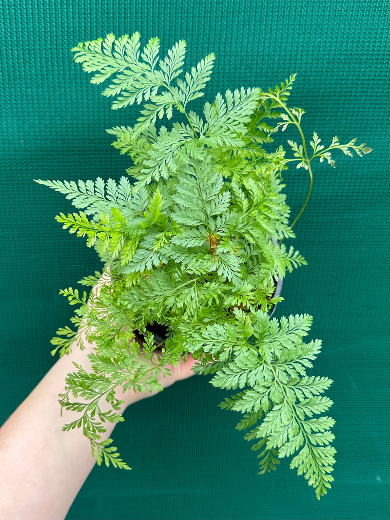 Humata ‘Rabbit’s Foot Fern’ NEW