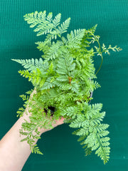 Humata ‘Rabbit’s Foot Fern’ NEW