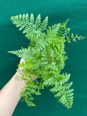 Humata ‘Rabbit’s Foot Fern’ NEW