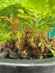 Humata ‘Rabbit’s Foot Fern’ NEW