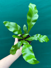 Asplenium ‘Avis’ NEW