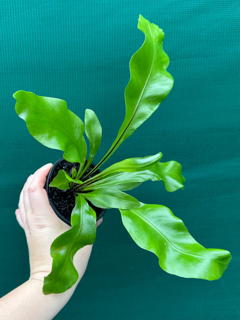 Asplenium ‘Avis’ NEW