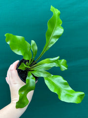 Asplenium ‘Avis’ NEW