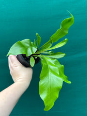 Asplenium ‘Avis’ NEW