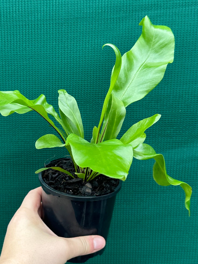 Asplenium ‘Avis’ NEW