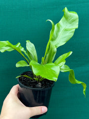 Asplenium ‘Avis’ NEW