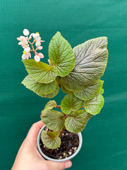 Begonia scabrida