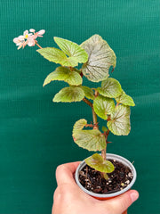 Begonia scabrida
