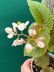 Begonia scabrida