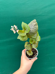 Begonia scabrida