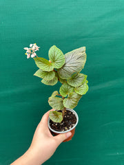 Begonia scabrida