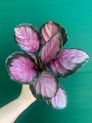 Calathea ‘Rosy’ NEW