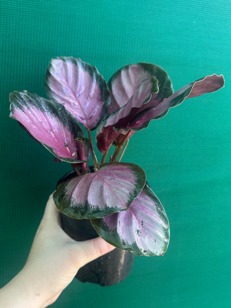 Calathea ‘Rosy’ NEW