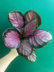 Calathea ‘Rosy’ NEW
