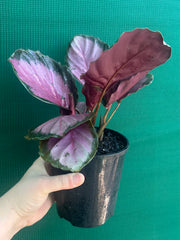 Calathea ‘Rosy’ NEW
