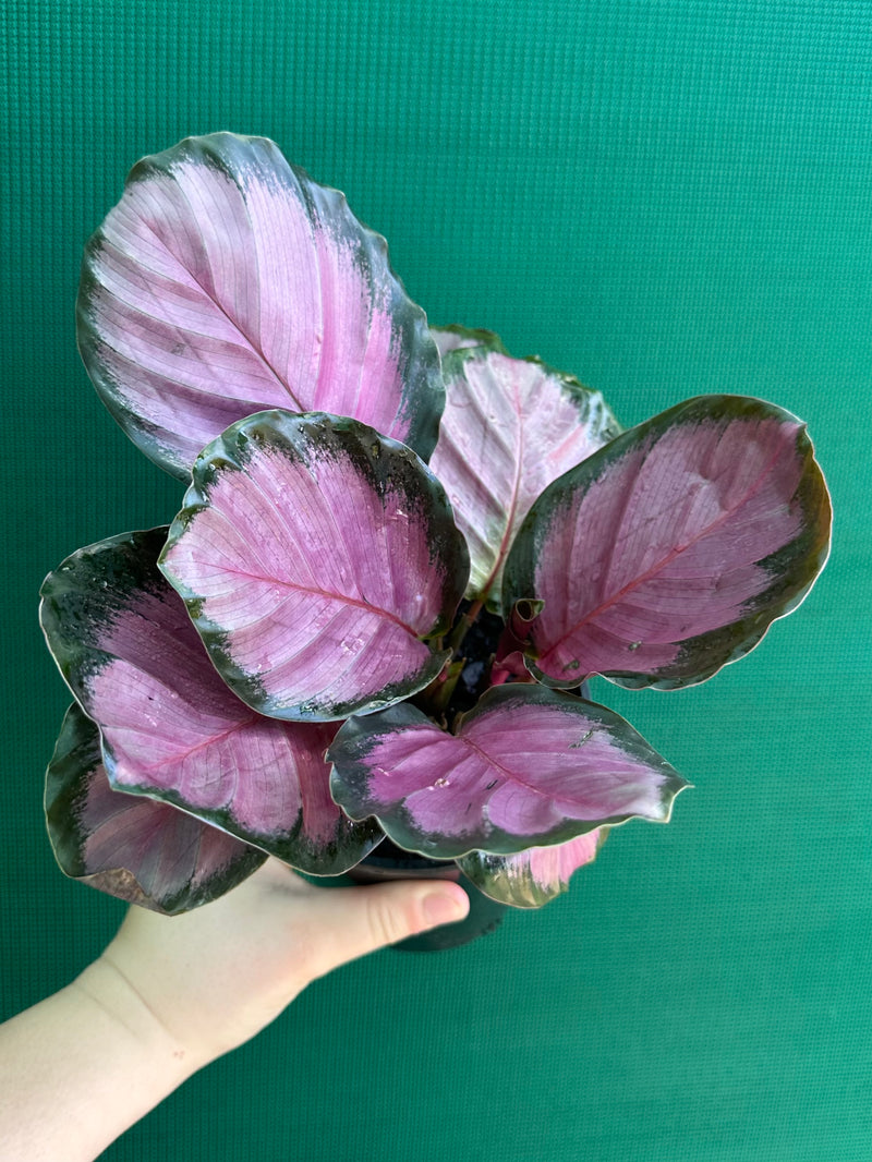 Calathea ‘Rosy’ NEW