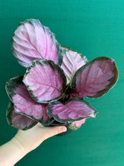 Calathea ‘Rosy’ NEW