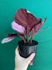 Calathea ‘Rosy’ NEW