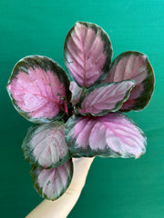 Calathea ‘Rosy’ NEW