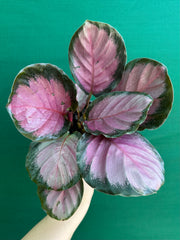 Calathea ‘Rosy’ NEW