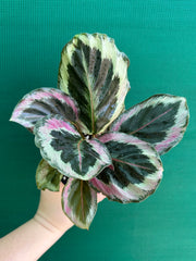 Calathea ‘Roseopicta Marion’ NEW