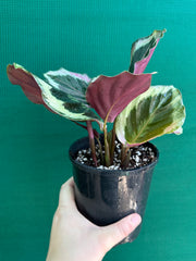 Calathea ‘Roseopicta Marion’ NEW