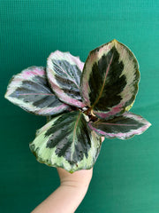 Calathea ‘Roseopicta Marion’ NEW