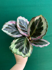 Calathea ‘Roseopicta Marion’ NEW