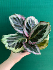 Calathea ‘Roseopicta Marion’ NEW