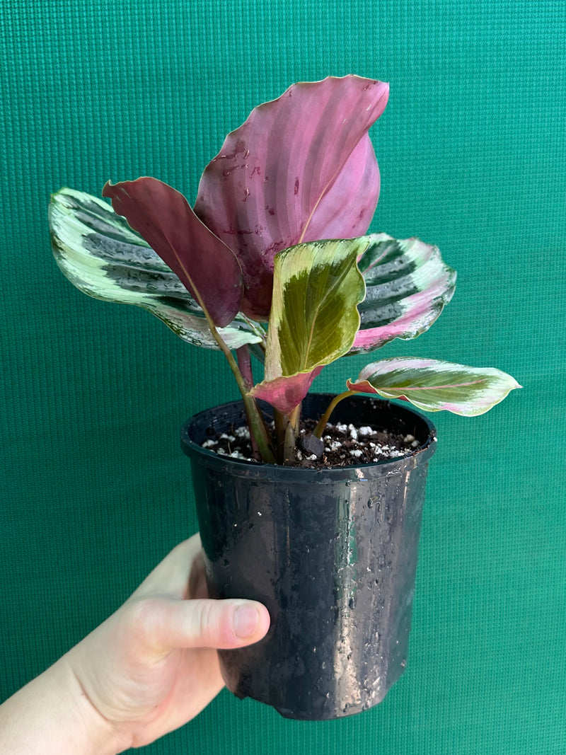 Calathea ‘Roseopicta Marion’ NEW