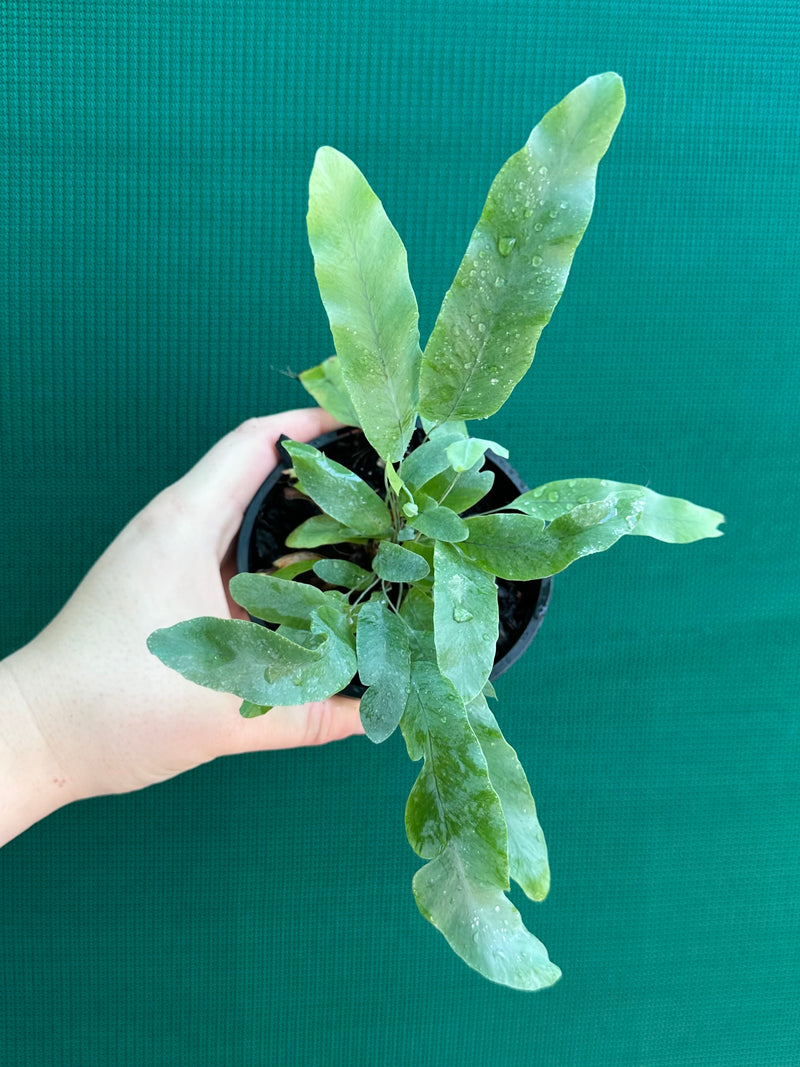 Phlebodium ‘Blue Star Fern’ NEW