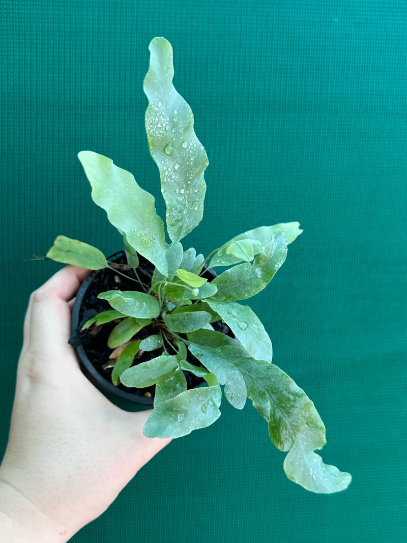 Phlebodium ‘Blue Star Fern’ NEW