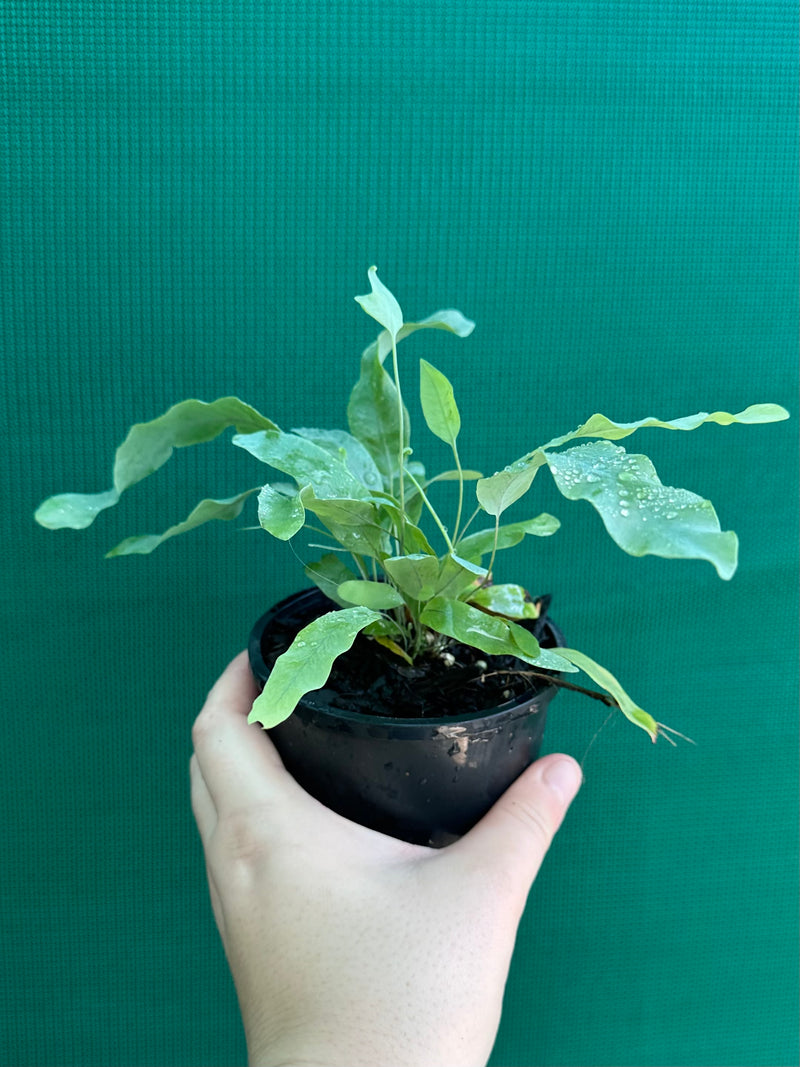 Phlebodium ‘Blue Star Fern’ NEW