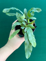 Phlebodium ‘Blue Star Fern’ NEW