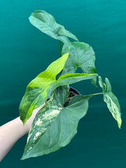 Syngonium ‘Fantasy Aurea’ NEW