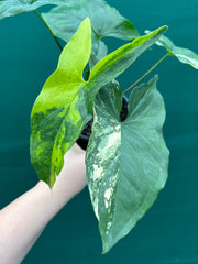 Syngonium ‘Fantasy Aurea’ NEW