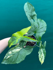 Syngonium ‘Fantasy Aurea’ NEW