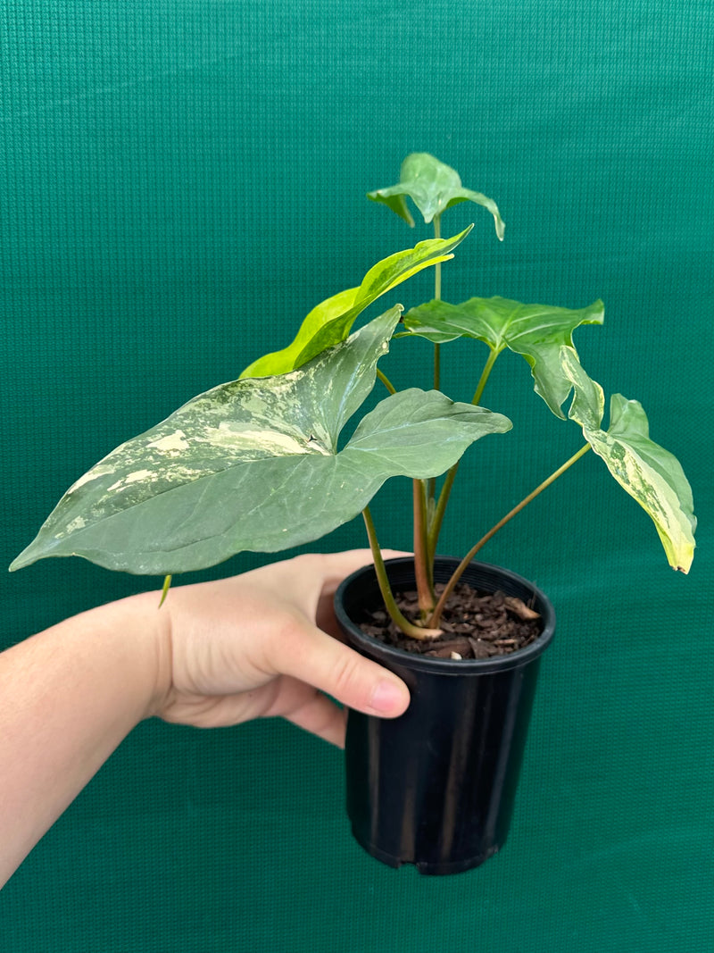 Syngonium ‘Fantasy Aurea’ NEW