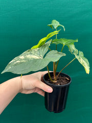Syngonium ‘Fantasy Aurea’ NEW