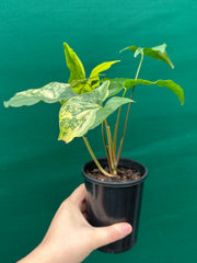Syngonium ‘Fantasy Aurea’ NEW