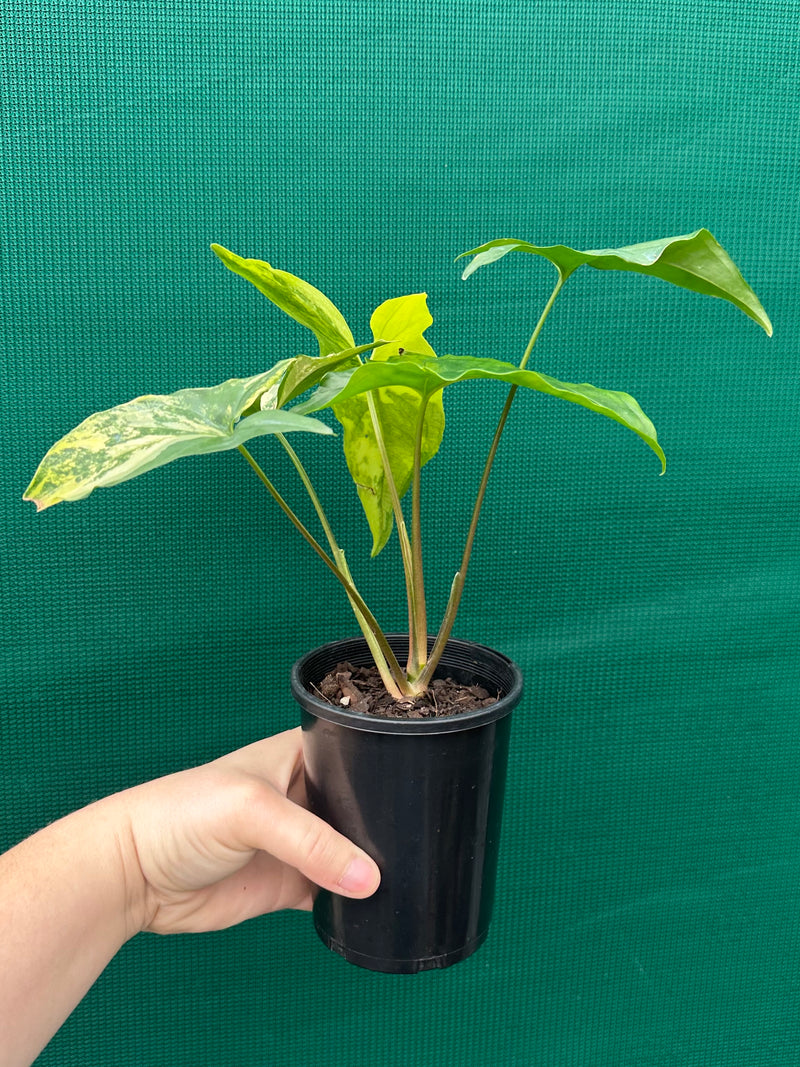 Syngonium ‘Fantasy Aurea’ NEW