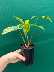 Syngonium ‘Fantasy Aurea’ NEW
