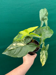 Syngonium ‘Fantasy Aurea’ NEW