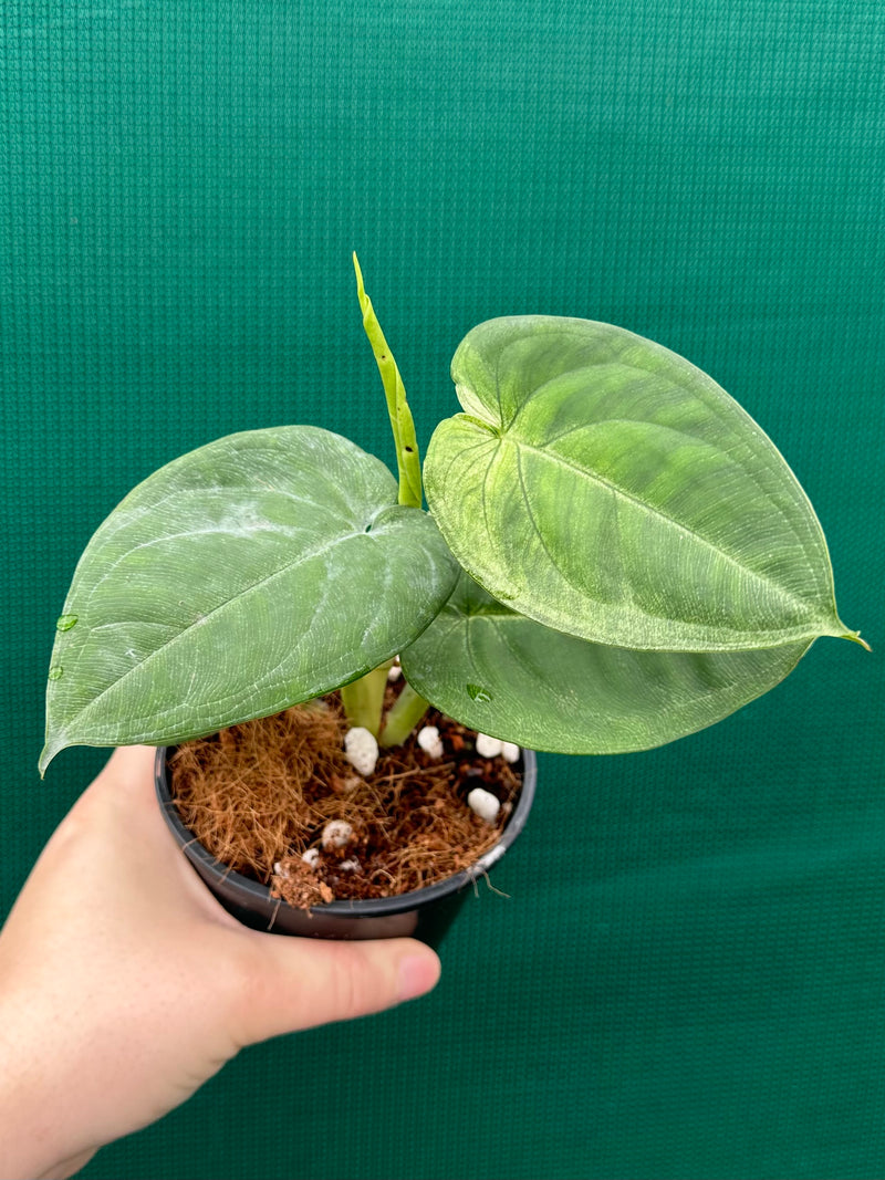 Syngonium 'Frosted Heart’ NEW